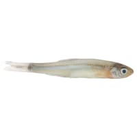 Preserved Large Emerald Shiner Minnows by Magic at Fleet Farm