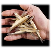 NPS Fishing - Magic Products Preserved Salted Shiner Minnows Bag