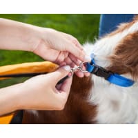 Schwinn rascal pet trailer parts hot sale
