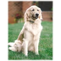 Cabelas wireless outlet dog fence