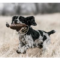 Cabela's no hot sale bark collar