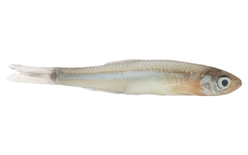 Magic Emerald Shiner Minnows