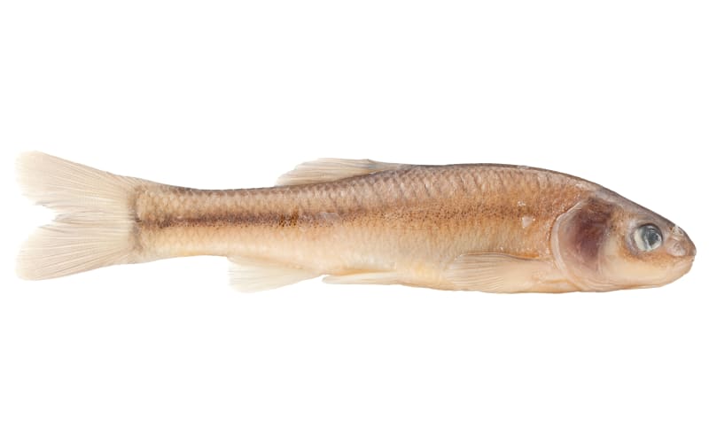 Magic Fathead Minnows | Bass Pro Shops