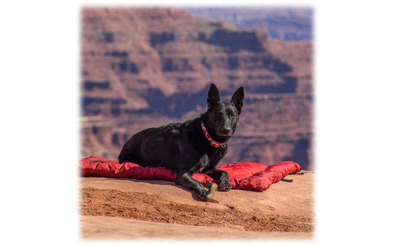 Kurgo dog bed sales