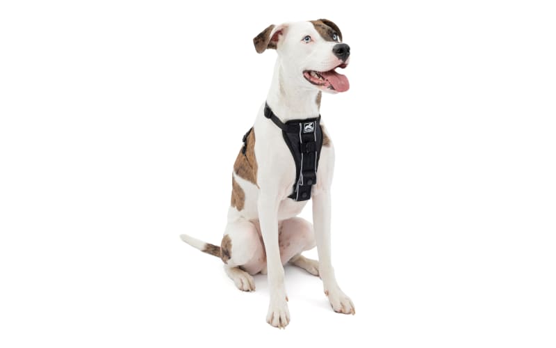 Petsmart kurgo harness store