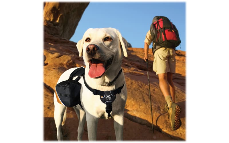 Kurgo Baxter Dog Backpack Reviewed - LetsTalkSurvival