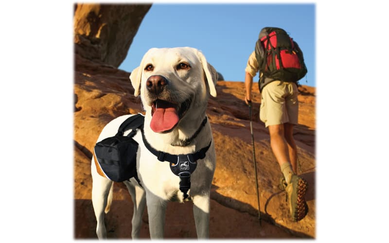  Kurgo Dog Saddlebag Backpack, Back Pack Dog Harness, Hiking  Pack for Dogs, Packs for Pets to Wear, Camping & Travel Vest Harness,  Reflective, Lightweight, Baxter Pack for Medium & Large Pets 