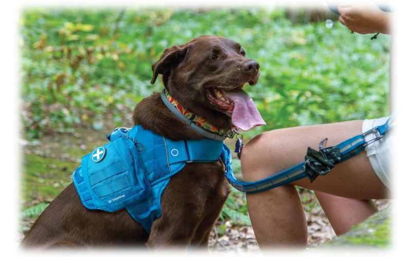 Kurgo RSG First Aid Kit for Dogs Bass Pro Shops