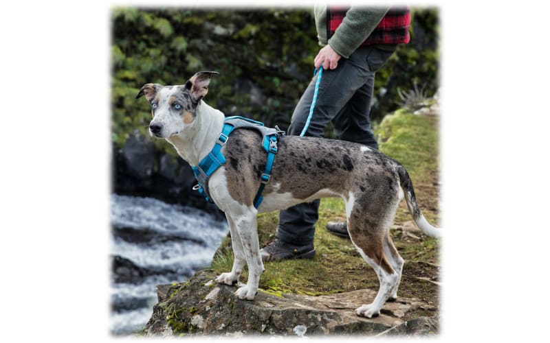 Kurgo journey sale dog harness