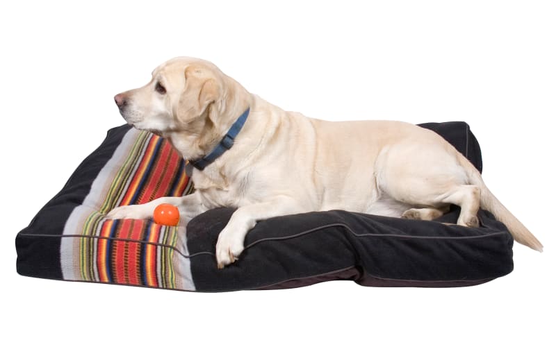 National park dog bed on sale