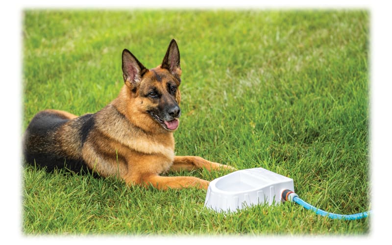 Garden water online fountain for dogs