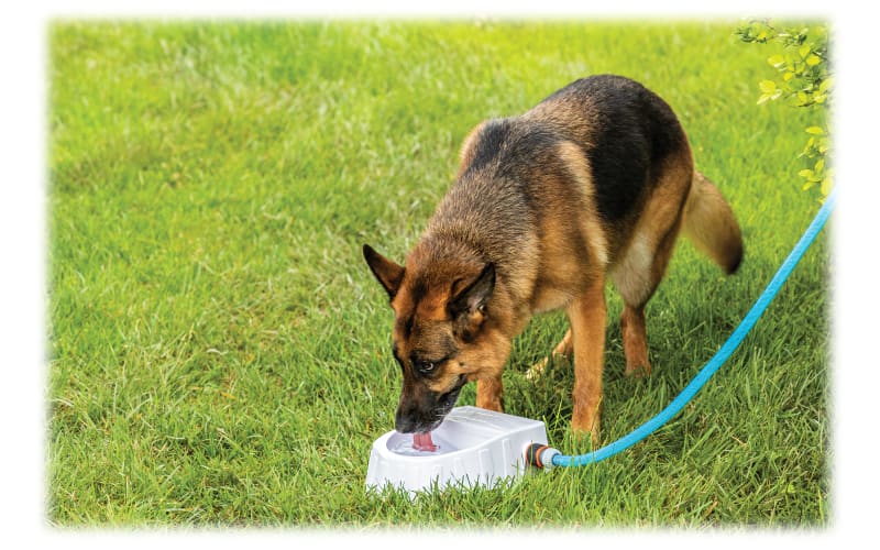 Outside dog water fountain hotsell