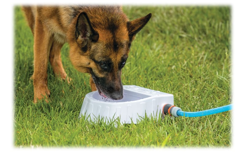 Dog drinking 2025 fountain outdoor