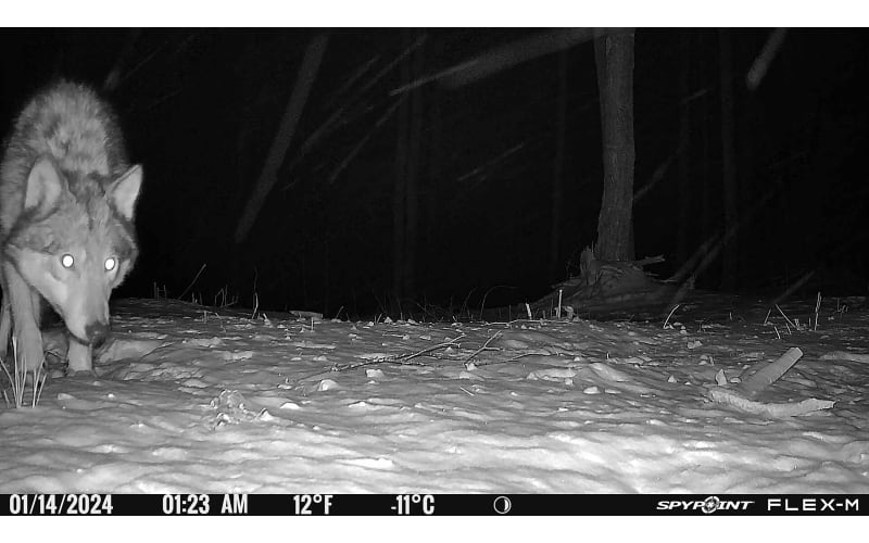 SpyPoint Flex-M Cellular Trail Camera Cabela's