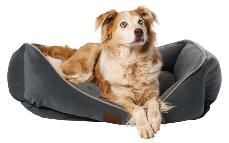 Bass pro dog beds clearance