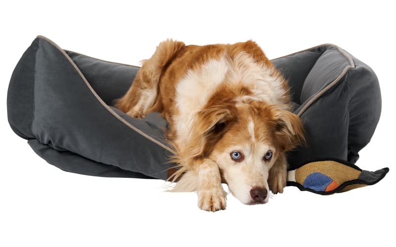 Bass pro dog beds outlet