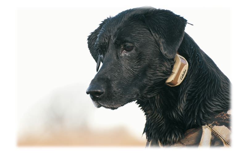 Cabela's Gun Dog GS4000 Dog Training System Cabela's, 60 OFF