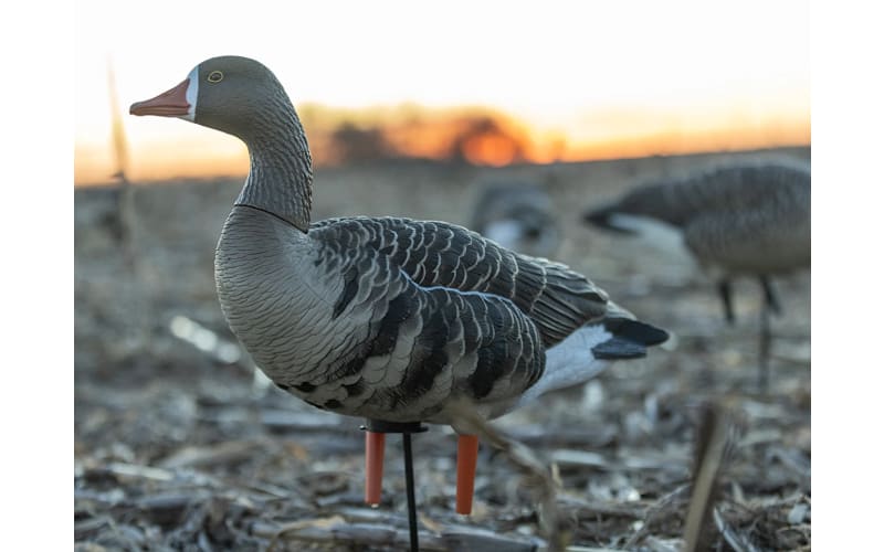 Avian-X® AXP Specklebelly Fusion Pack | Bass Pro Shops Canada