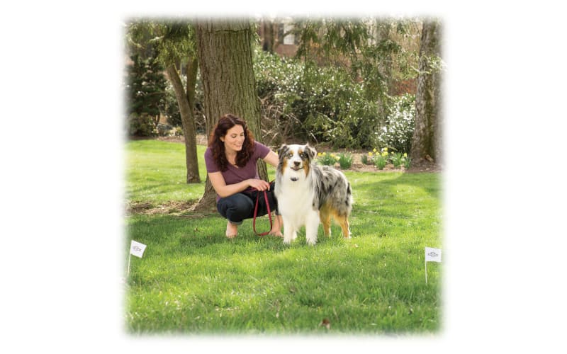 Petsafe free to roam sale