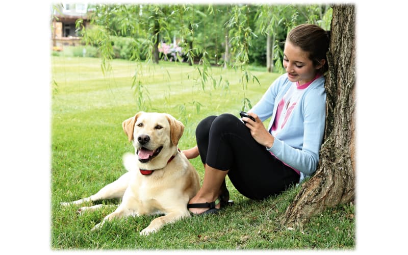 PetSafe Stay and Play Wireless Pet Fence for Stubborn Dogs from