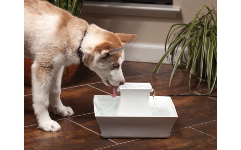 Petsafe ceramic fountain shop