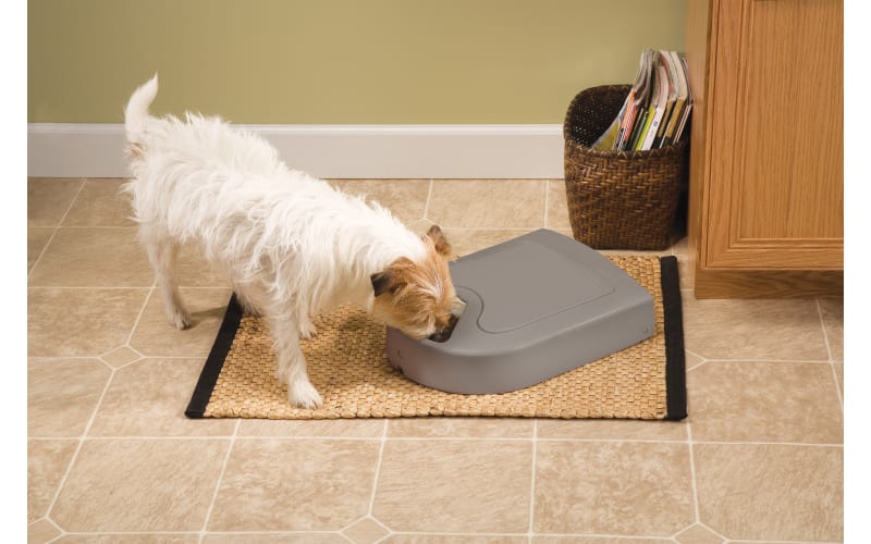 PetSafe Eatwell Pet Feeder Bass Pro Shops
