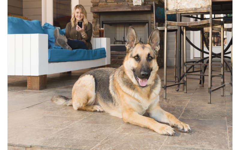 Petsafe smart shop dog trainer