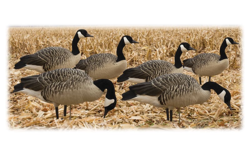 Canada goose chile xls 2025