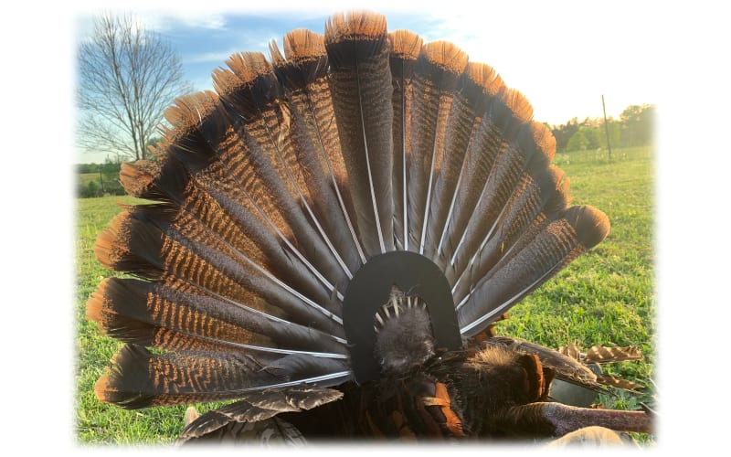 Bone Collector Turkey Tool | Mack's Prairie Wings