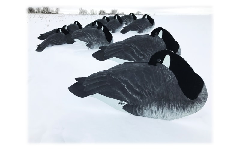 White rock canada outlet goose decoys review