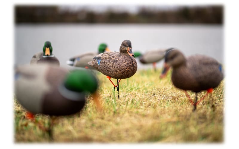 Northern Flight Full Body Mallard II Duck Decoys Bass Pro Shops