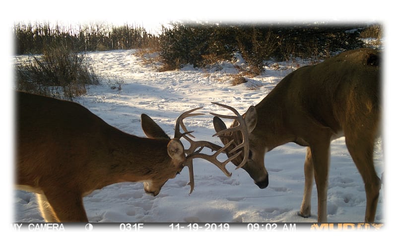 Muddy Manifest Cellular Trail Camera Cabela's
