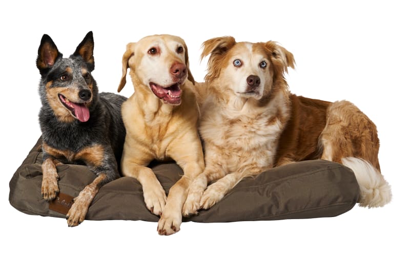 bass pro dog beds