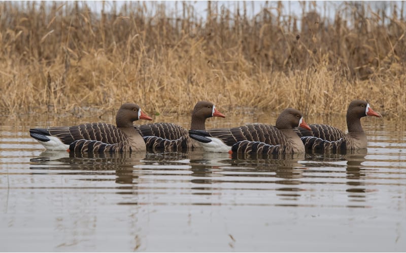 Magnum Goose Butt-Speck – Higdon Outdoors