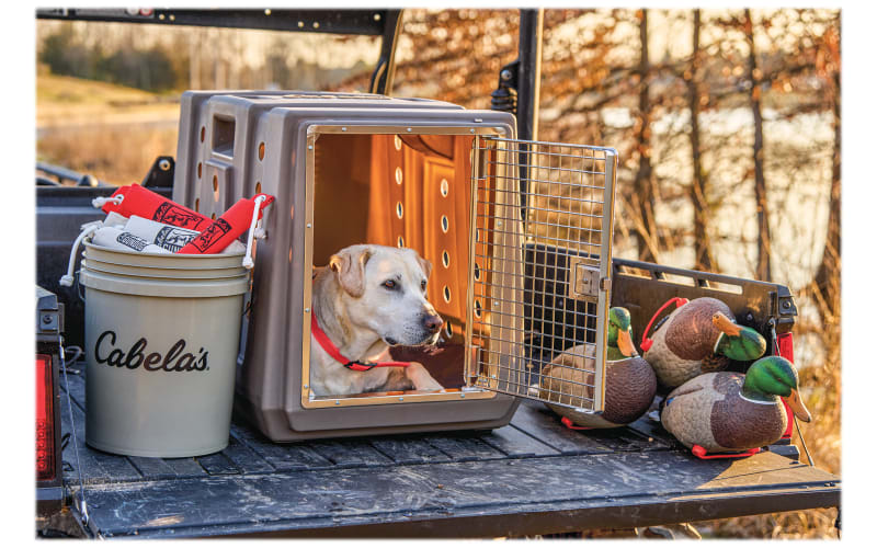 10 Accessories for a Dog Kennel