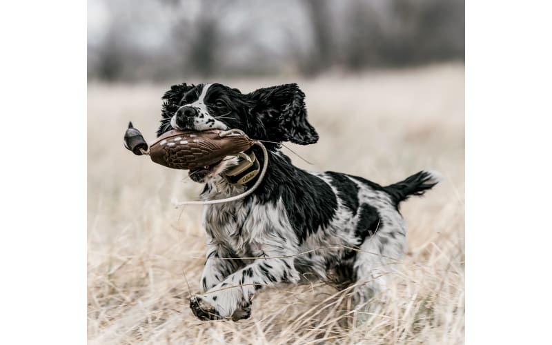 Bass pro bark collar outlet