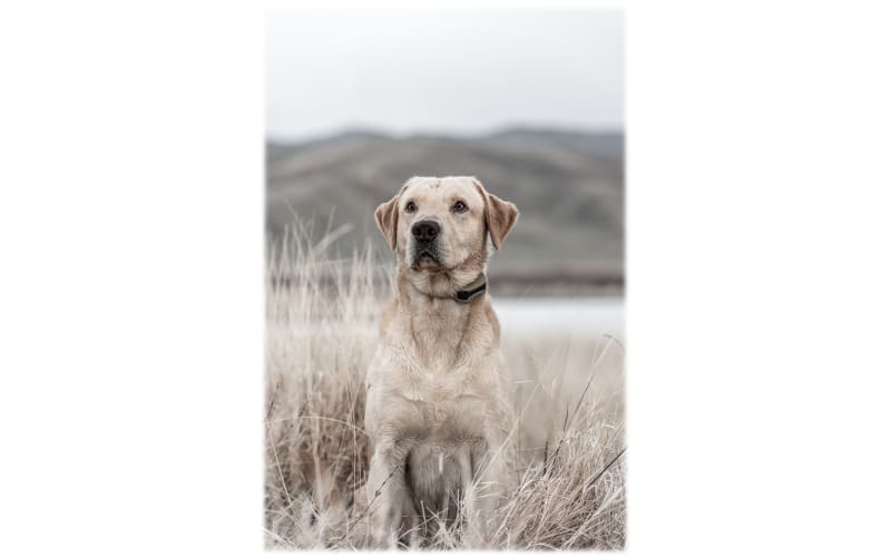 Cabela's gs 4000 training collar top