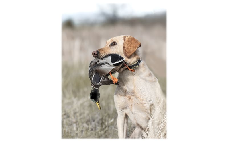 Gun dog leash 2025 for sale