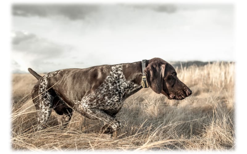 Cabela's GunDog GS-8100 Electronic Dog Trainer | Cabela's Cabela's GunDog GS-8100 Electronic Dog Trainer | Cabela's