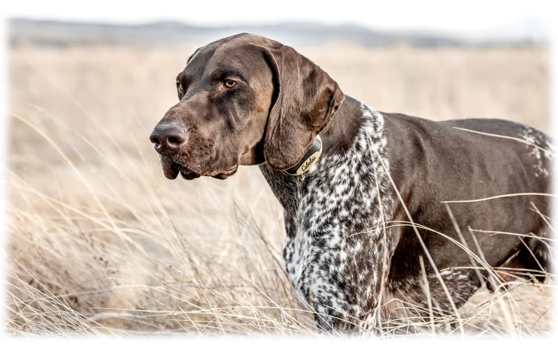 Review: Dog Training Vest - Totally Gundogs