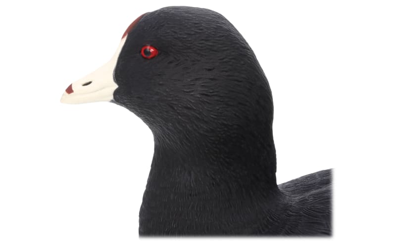 Coot decoys clearance