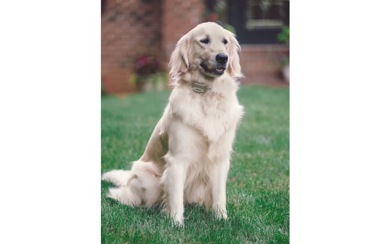 Cabela s GunDog Extra Collar for In Ground Fence Pet System Cabela s