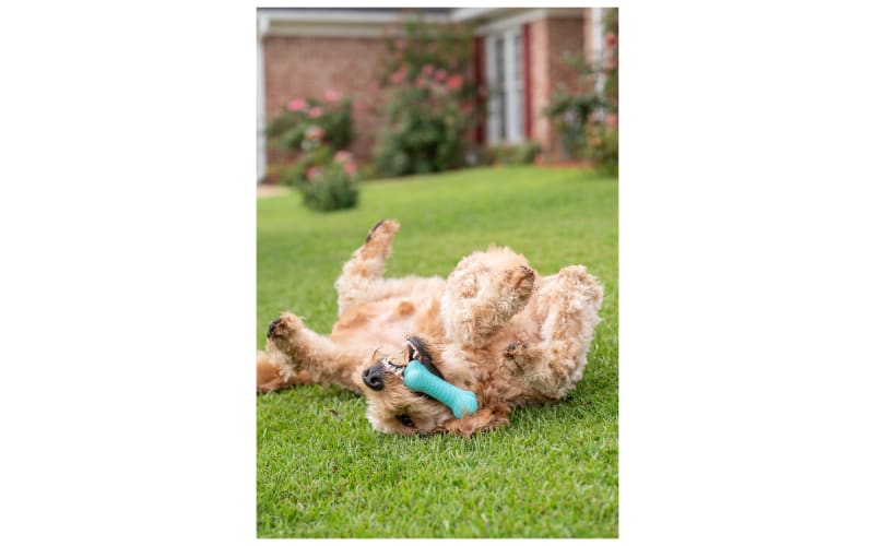 Playology pebble chew deals
