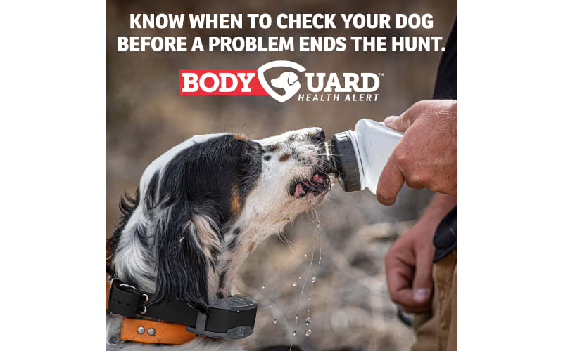 Cabelas sportdog deals