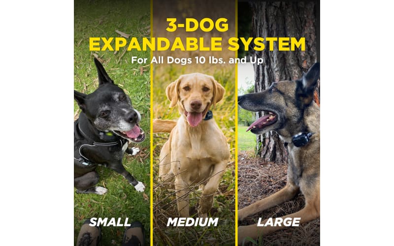Cabelas dogtra clearance
