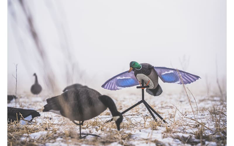 Lucky Duck Super Flapper HDi 2.0 Drake Mallard Motion Decoy