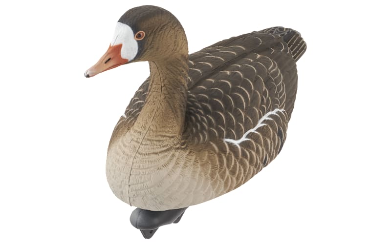 Specklebelly Goose Meat Canada Geese Can You Eat Near Canada Goose