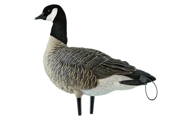 Avian-X Fully Flocked Lesser Canada Geese Decoys with Tail Loops 12 Pack