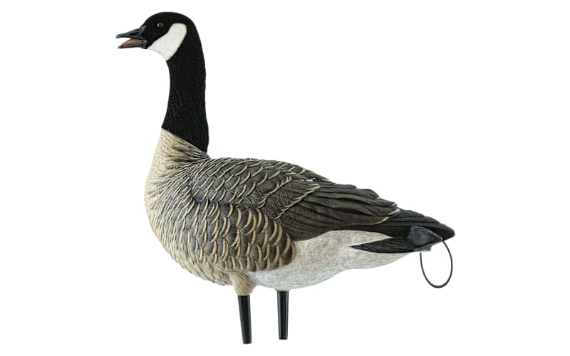 Avian-X Fully Flocked Lesser Canada Geese Decoys with Tail Loops 12 Pack