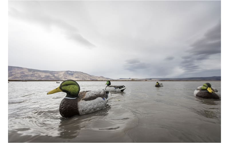 Higdon Legacy Magnum Mallard Decoys 6 Pack | Mack's PW